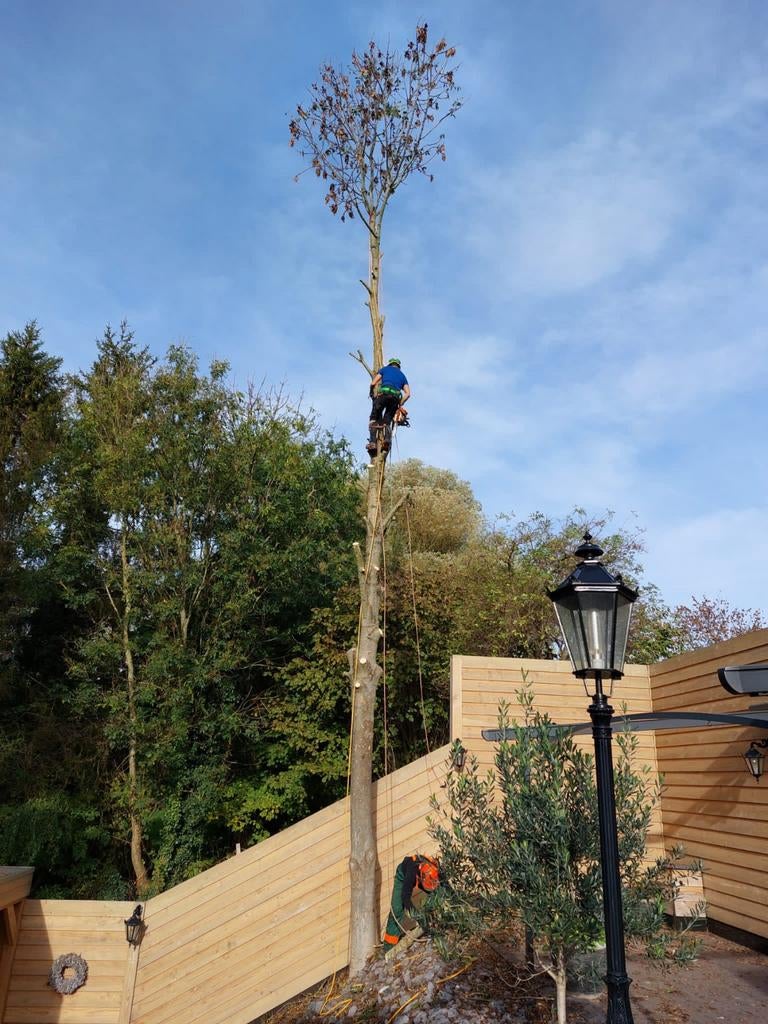 Boomverzorging, bomen kappen, stobben frezen