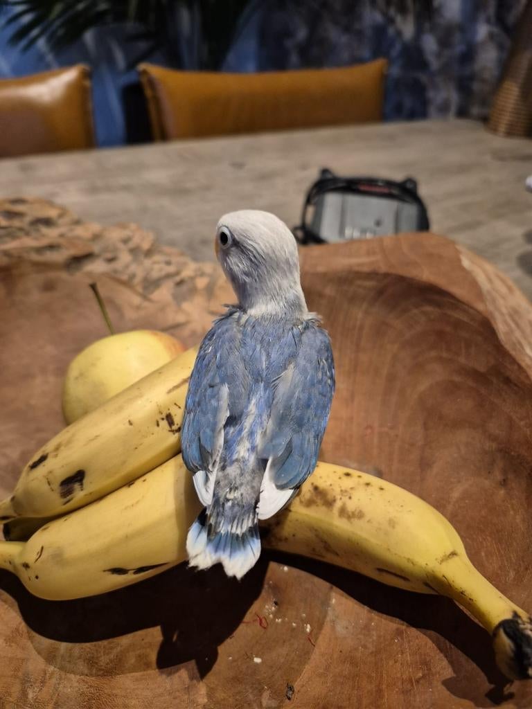 1 Prachtige baby fisherie, gereserveerd!, Geslacht onbekend, Dwergpapegaai of Agapornis, Tam