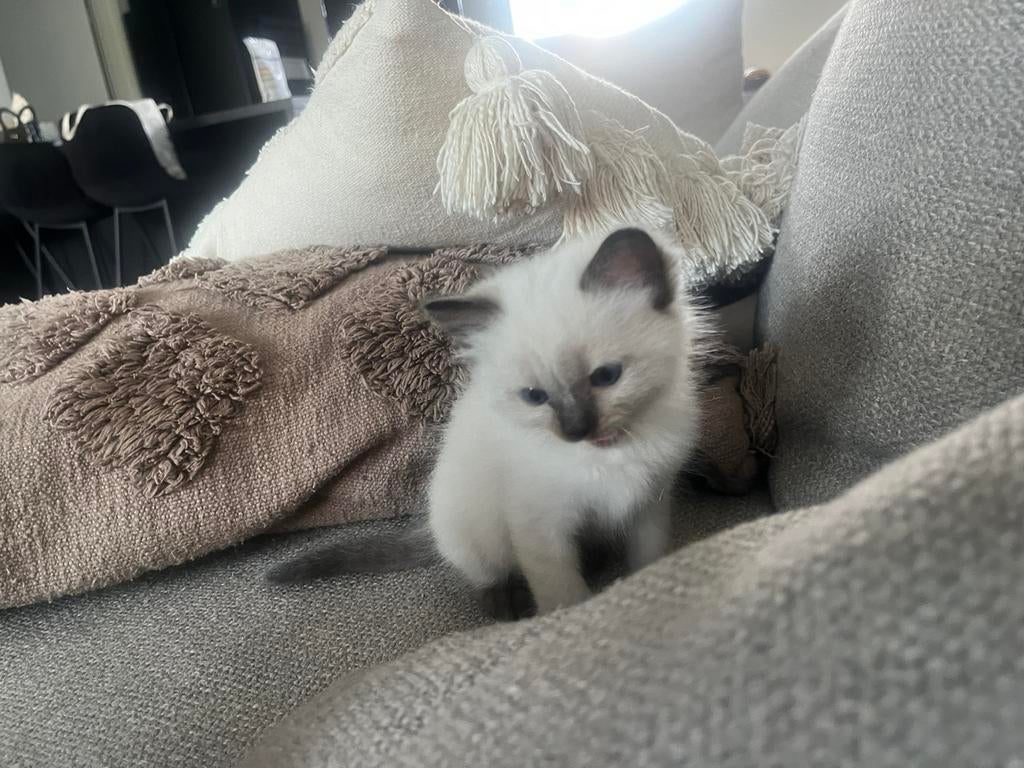 Ragdolls met stamboom kittens te koop, Dieren en Toebehoren, Met stamboom