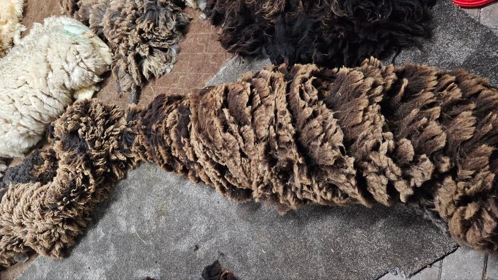 Wol, schapenwol, spinnen, vilten, Dieren en Toebehoren, Schapen, Geiten en Varkens, Meerdere dieren, Schaap