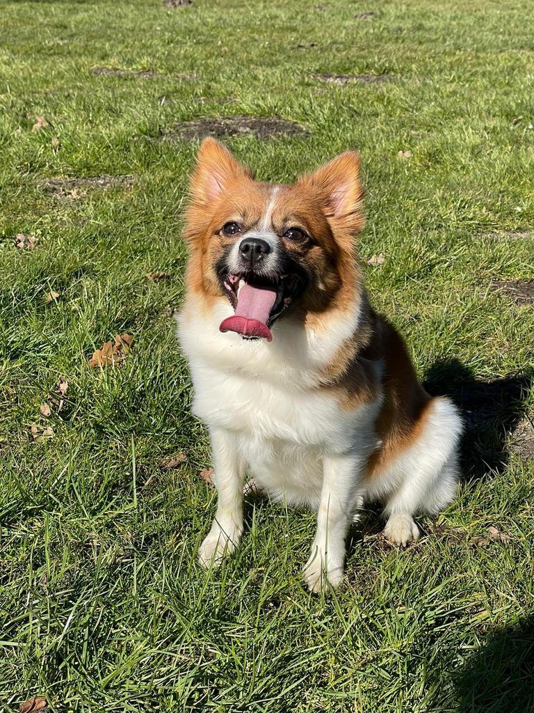 Dwergkees pomeriaan, Rabiës (hondsdolheid), Overige rassen, Teef, Eén hond