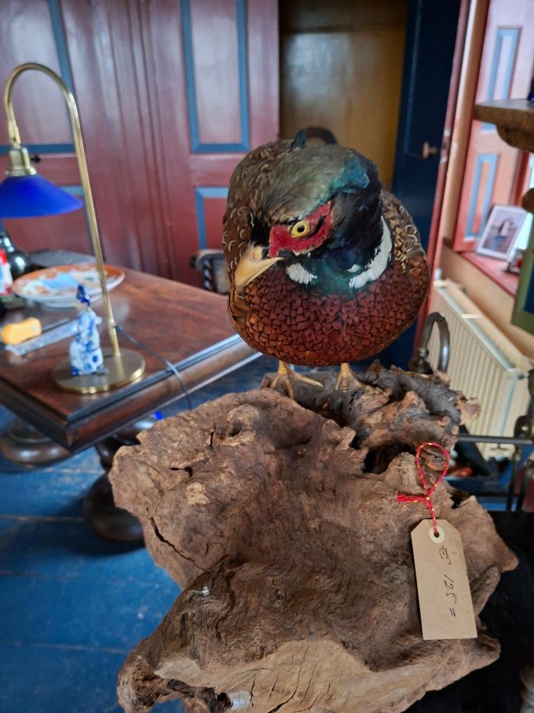 fazant, Ophalen, Gebruikt, Wild dier, Opgezet dier