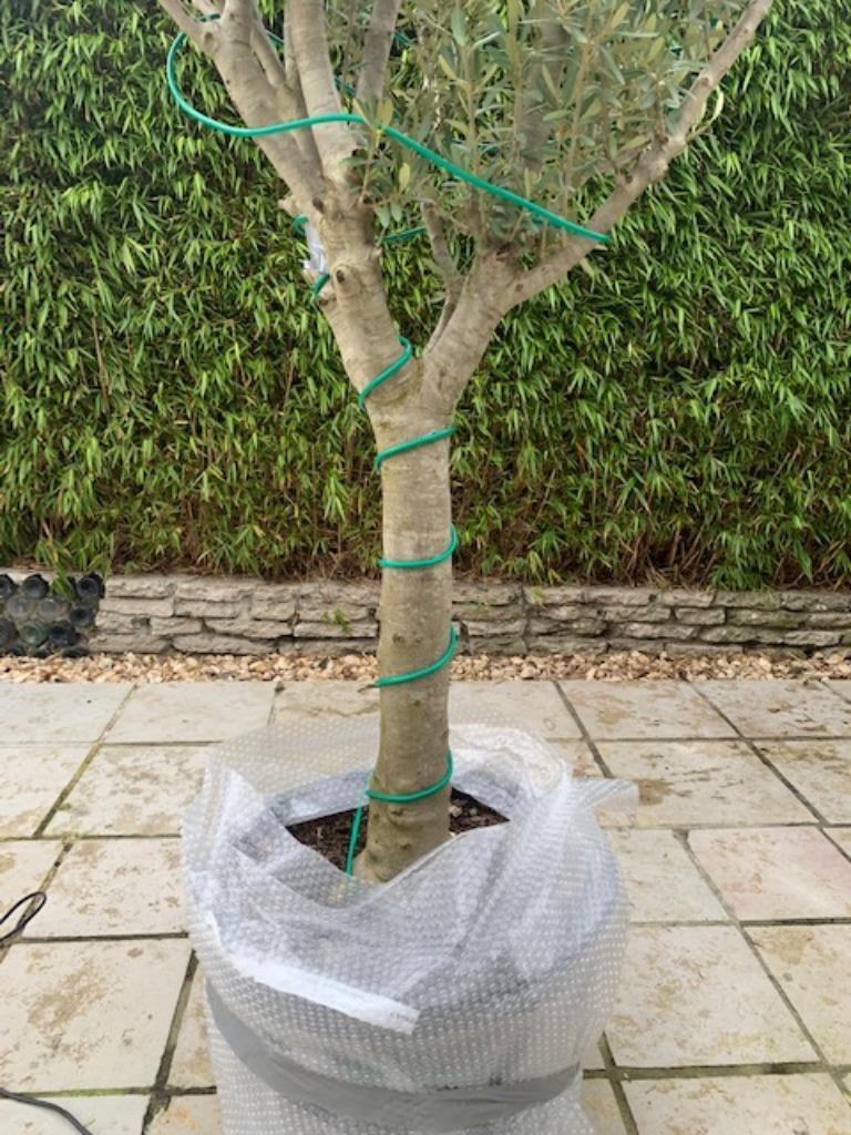 Vorstbescherming - Winterbescherming voor Olijfbomen /Palmen, Ophalen of Verzenden, Winter, Olijfboom