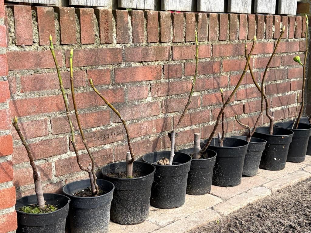 Vijgen - vijgenboom - vujgenstruik - euro 2,50 - OP = OP, Tuin en Terras, Planten | Fruitbomen, Ophalen, Minder dan 100 cm, Vijgenboom