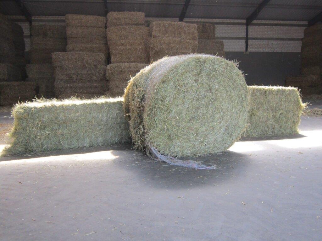 Verkoop hooi (tweede snede / Grummet) Rechthoekige balen, Dieren en Toebehoren, Dierenvoeding, Ophalen of Verzenden, Vee