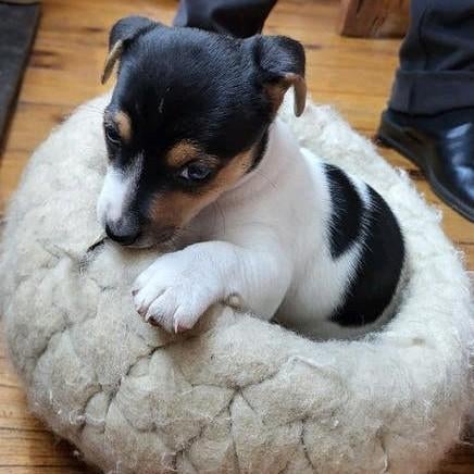 Superlief Jack Russell puppy teefje, Dieren en Toebehoren, Honden | Jack Russells en Terriërs, Parvo, Jack Russell Terriër, 8 tot 15 weken