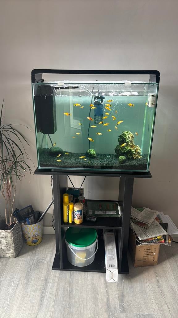 Aquarium met vissen, Ophalen, Gebruikt, Gevuld zoetwateraquarium