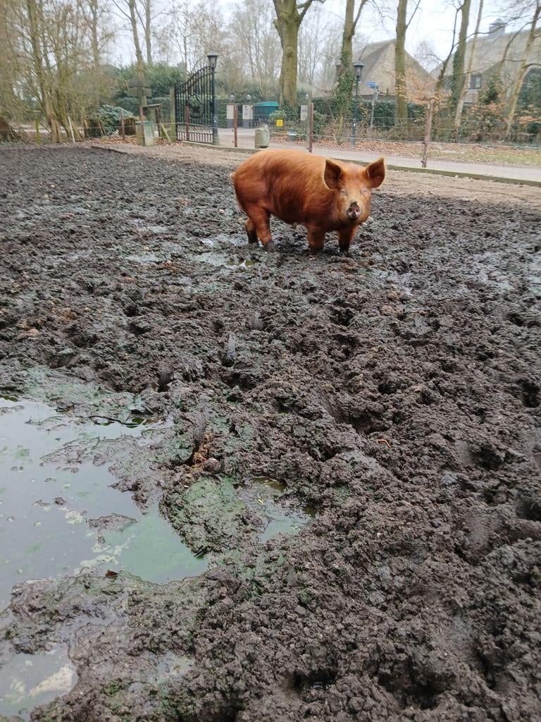 Tamworth dekbeer, Mannelijk, Varken