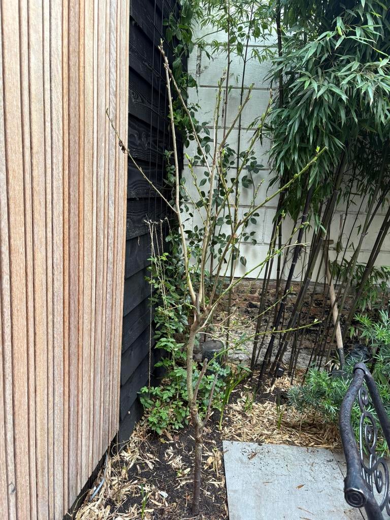 Pruimen boom, Ophalen of Verzenden, Volle zon, Overige soorten