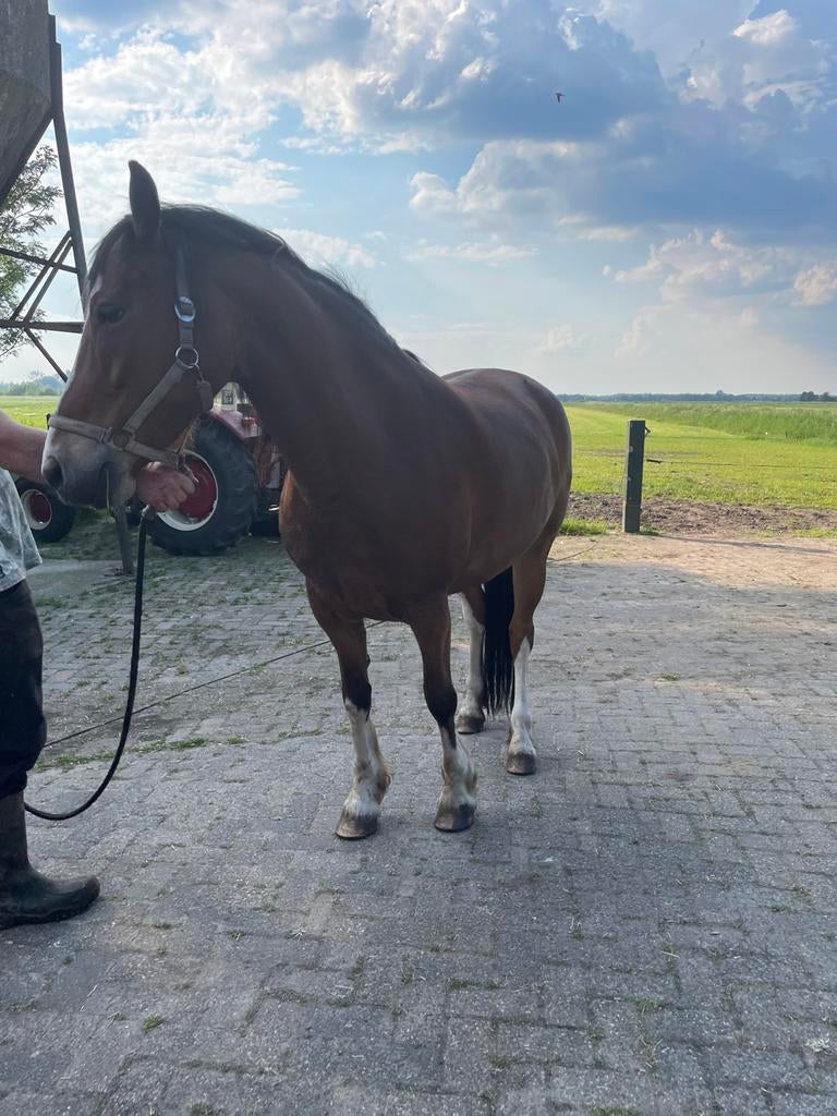 Te koop mooie ruin 2500 euro en mooie merrie 2750 euro, Dieren en Toebehoren, Paarden, Ruin, Recreatiepaard, 7 tot 10 jaar