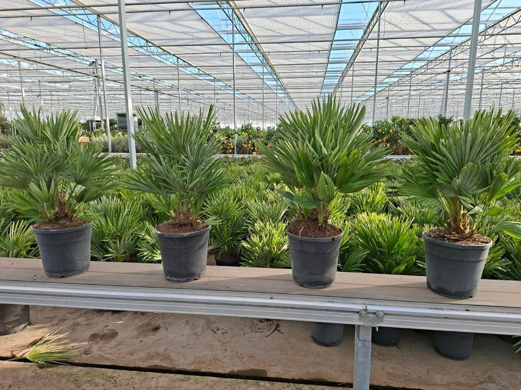 Chamaerops Vulcano - Winterharde palm, 100 tot 250 cm, Zomer, Palmboom, Ophalen