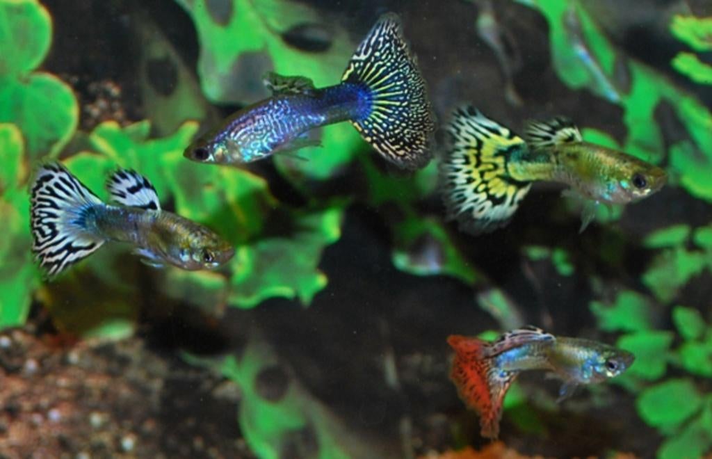 Hobbyaquarium Poec Ret Snakeskin mix mannen&vrouwen, Vis, Zoetwatervis, Schoolvis