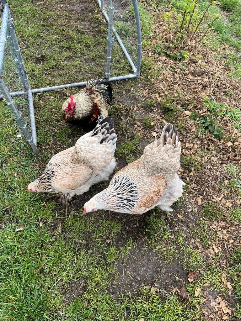 Raszuivere brahma hennen groot, Dieren en Toebehoren, Pluimvee, Vrouwelijk, Kip