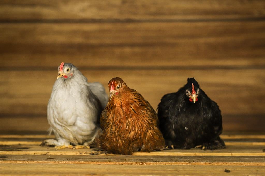 Kindvriendelijke kippen | Rustige kip | Cochin krielen, Vrouwelijk, Kip