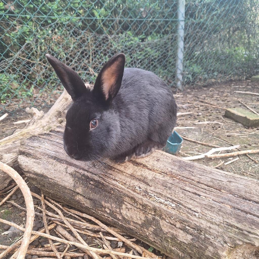 Konijn, Mannelijk, Middelgroot, 0 tot 2 jaar