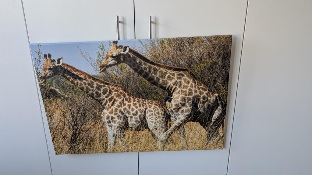 Canvas schilderij met giraffen, Ophalen, 50 tot 75 cm, Zo goed als nieuw, Schilderij