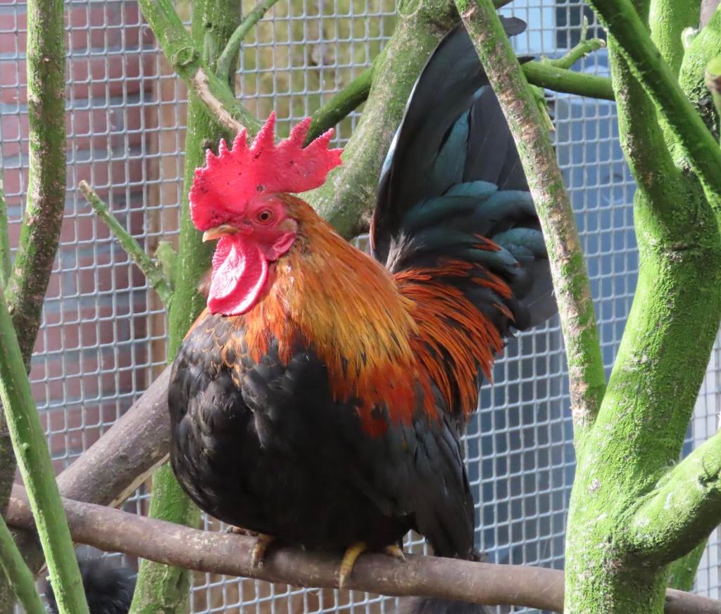 Koen, Tarwe Chabo haan, Dieren en Toebehoren, Pluimvee, Mannelijk, Kip