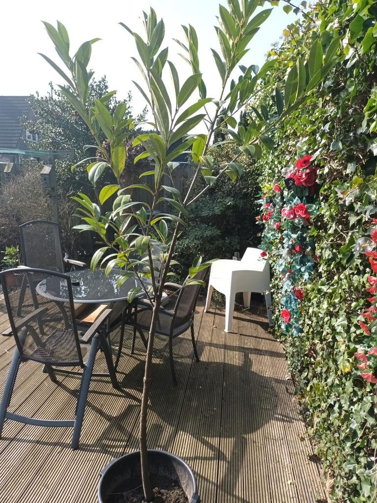 laurier op stam, Ophalen, Bloeit niet, Halfschaduw, Overige soorten