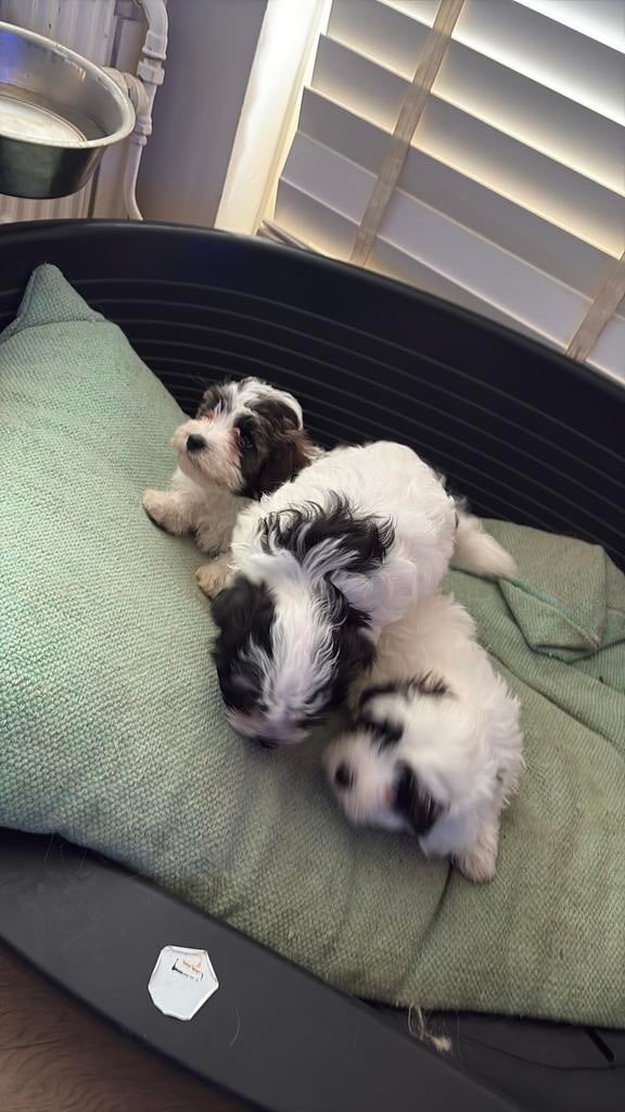 Zijn 2 reu en 1teefje, Maltezer, Reu, Meerdere, Nederland