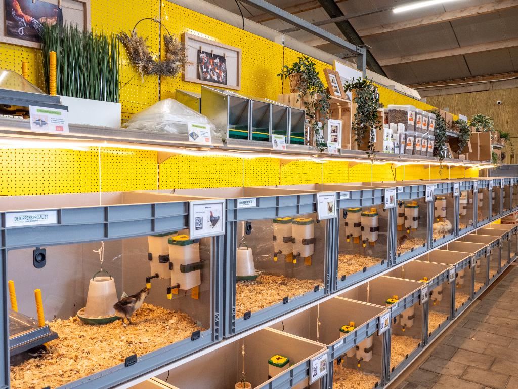 Jonge tamme Amrock kuikens gesekst en ingeënt, Dieren en Toebehoren, Pluimvee, Vrouwelijk, Kip