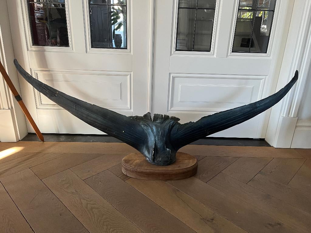 Bleu Marlin vissenstaart, Ophalen