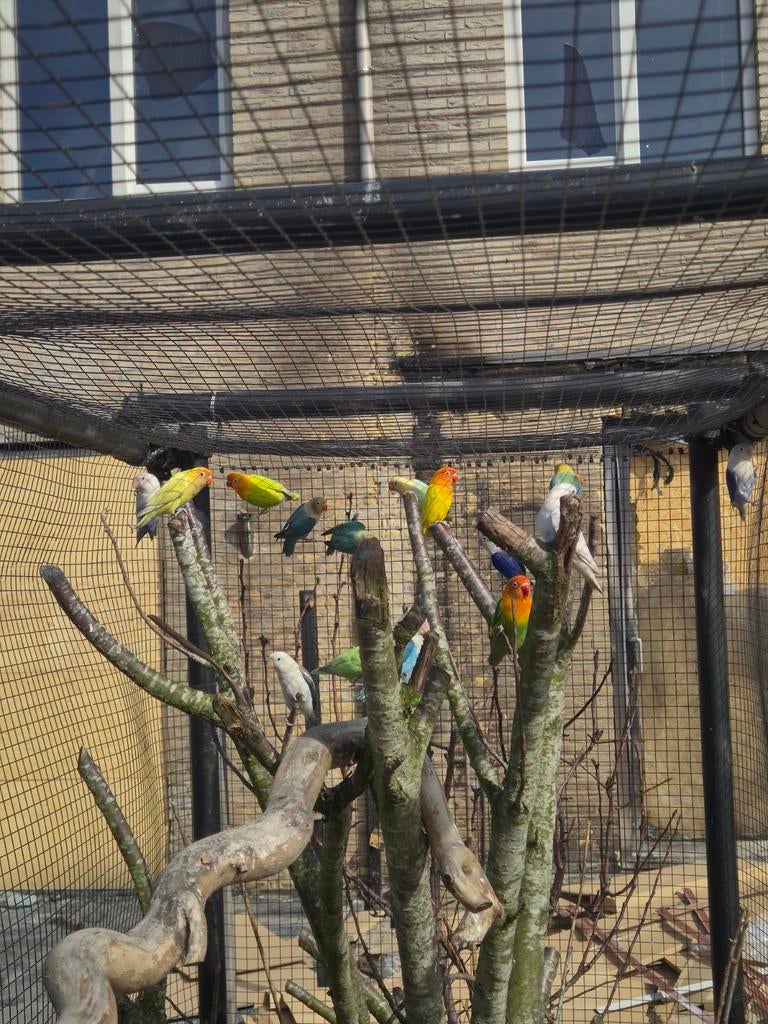 Agapornissen fischeri's, Meerdere dieren, Dwergpapegaai of Agapornis