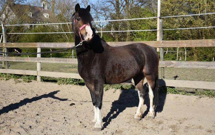 3 ponys, Dieren en Toebehoren, Pony's, Meerdere dieren, B pony (1.17m tot 1.27m), 0 tot 2 jaar