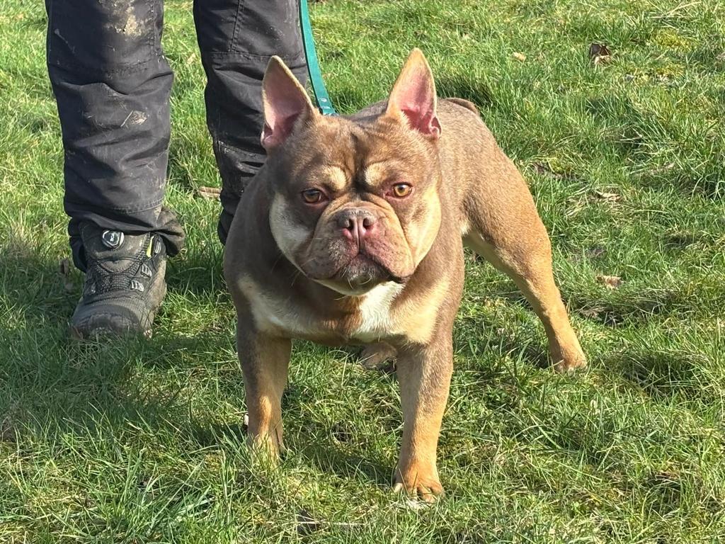 Franse Bulldog Reu, Dieren en Toebehoren, Honden | Bulldogs, Pinschers en Molossers, België, Particulier, Reu, 1 tot 2 jaar