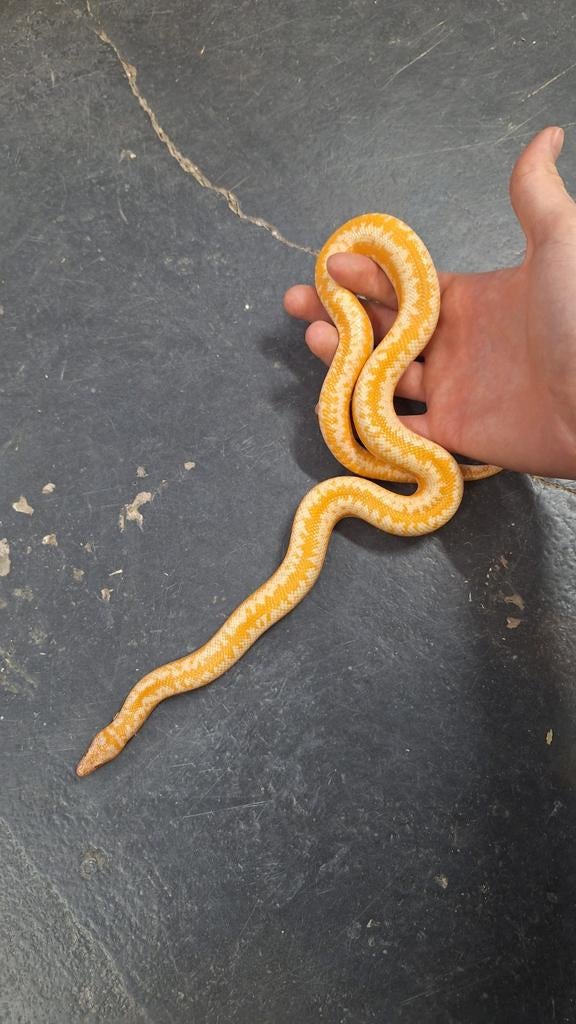 1.0 limburg albino rosy boa Boa Constrictor - male for sale from Aztec