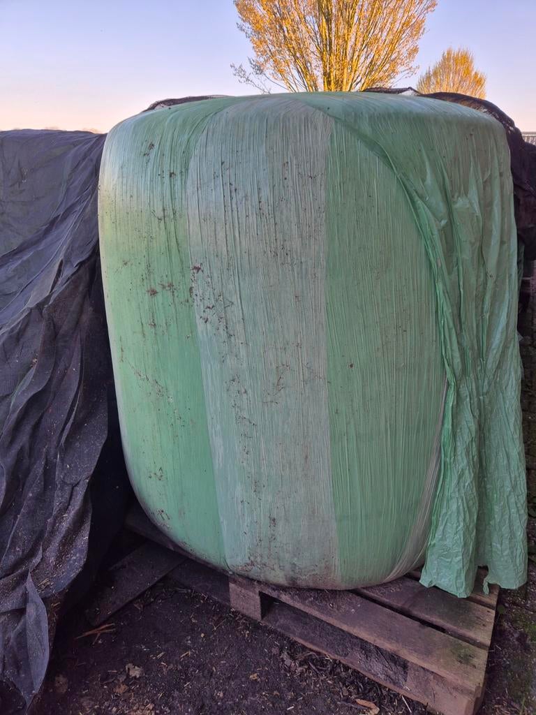 30 x Grote balen mais 85,- €per/stuk, Dieren en Toebehoren, Dierenvoeding, Ophalen of Verzenden, Vee