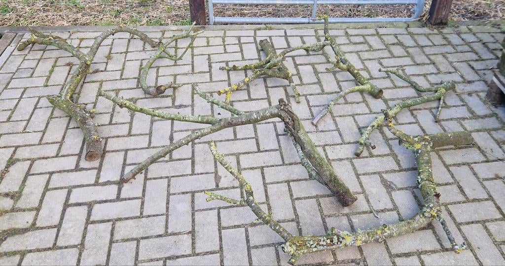 Fruitboom takken voor terrarium, Ophalen, Tak, Plant, Rots of Steen