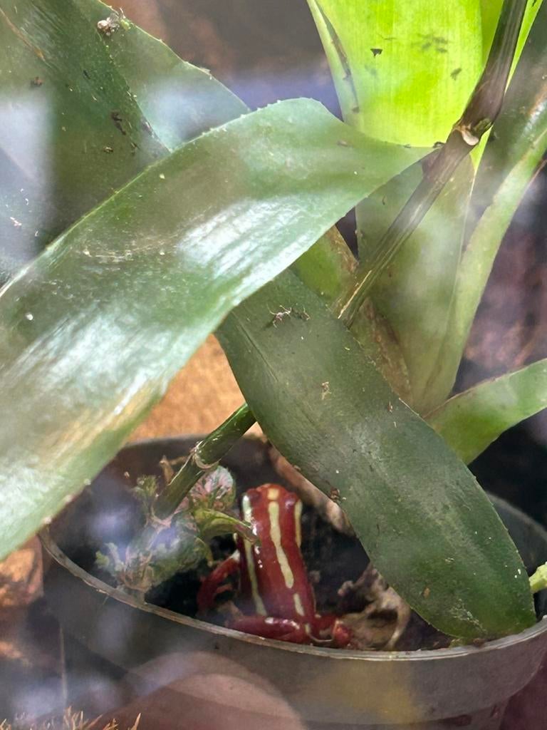 Epipedobates anthony gifkikkers Frog - unknown for sale from janssen