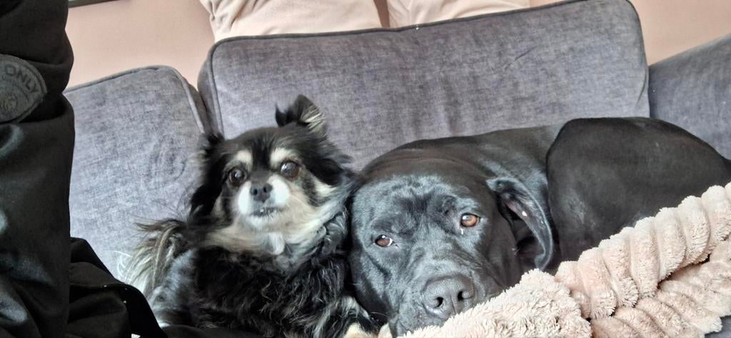 American stafford/Labrador., Dieren en Toebehoren, Eén hond, 3 tot 5 jaar, Nederland, Particulier