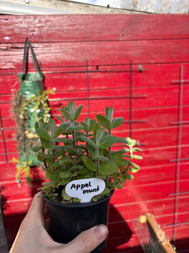 Bio Appelmunt - Hobbykwekerij, Ophalen, Kruiden, Volle zon