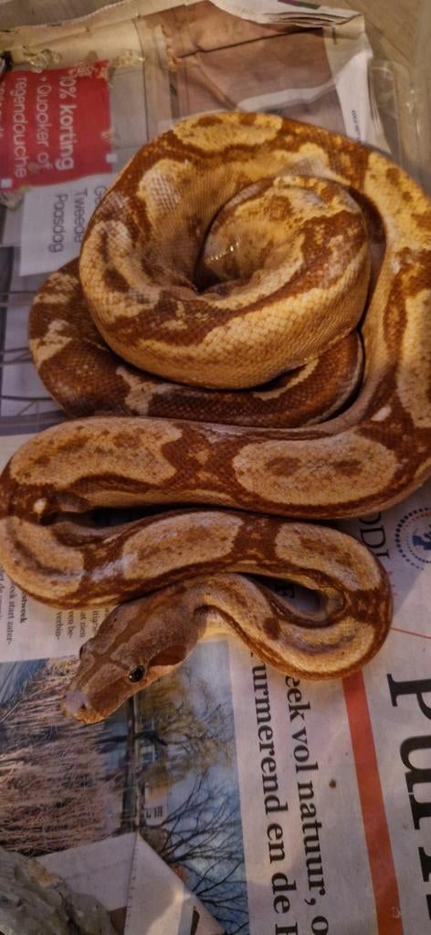 Boa constrictor imperator Boa Constrictor - female for sale from Wouter