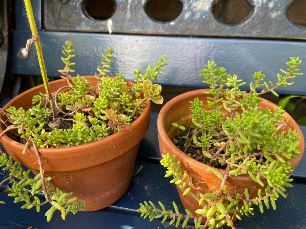 2 bloempotjes met Sedum. Gifvrij gekweekt, Ophalen, Overige soorten, Volle zon