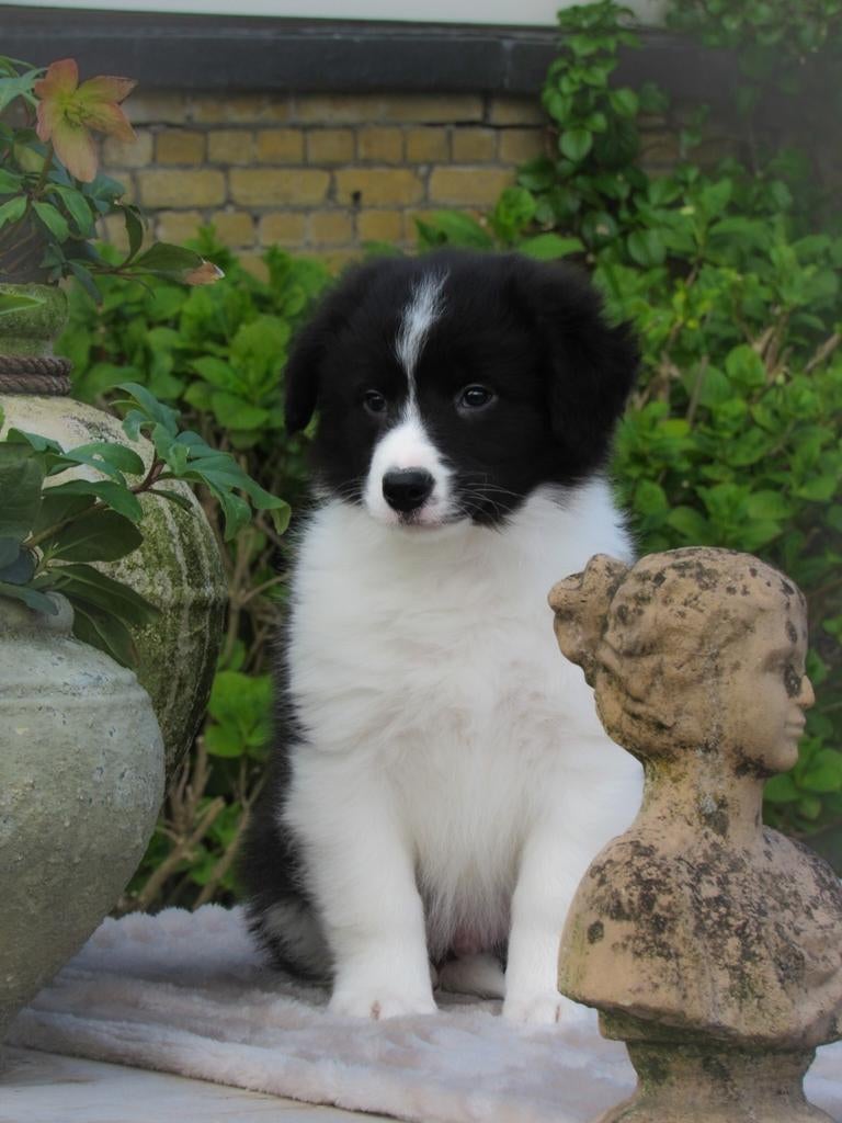 Prachtige border-stabij x australian shepherd pups te koop, Parvo, Overige rassen, 8 tot 15 weken, Meerdere