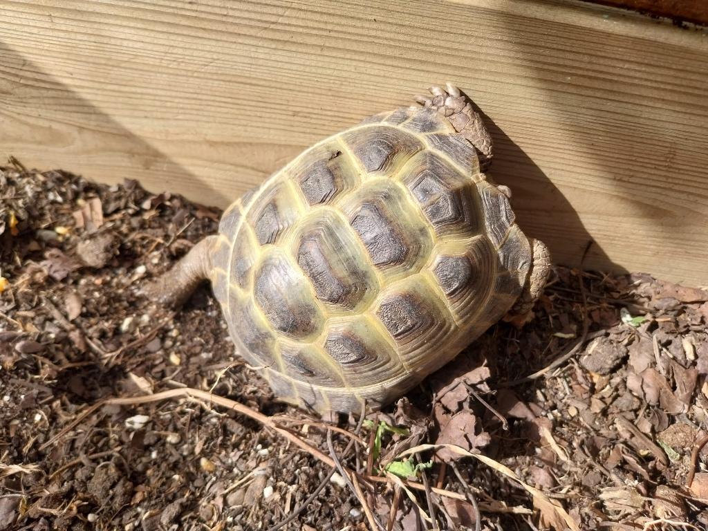 ​Te koop landschildpad Russische Vierteenschildpad Tortoise - male for sale from Schildpad