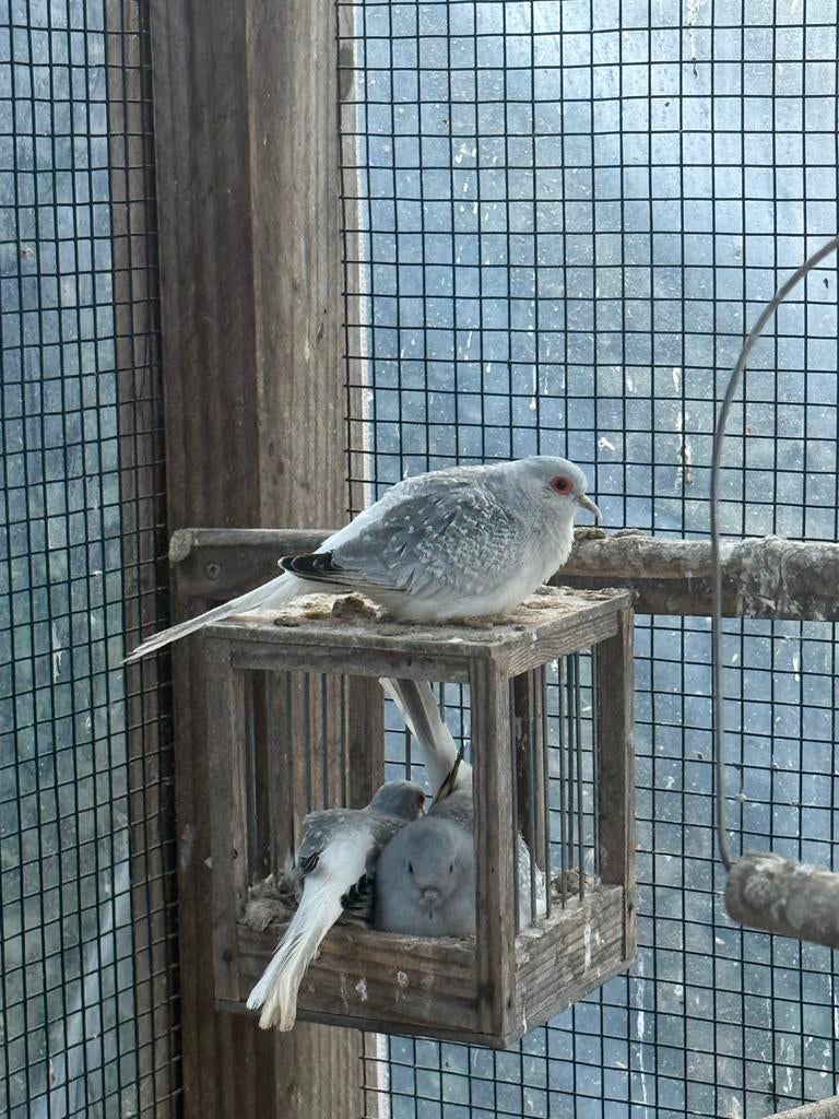 Diverse diamantduifjes 2025, Dieren en Toebehoren, Meerdere dieren