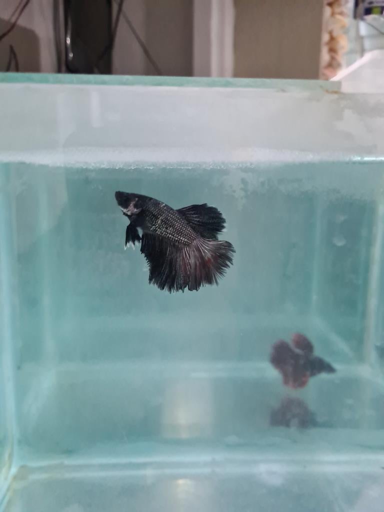Super Delta Betta splendens, kempvis man, Vis, Zoetwatervis