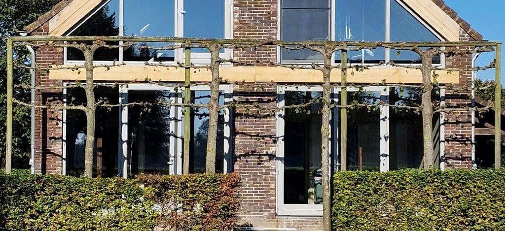 Volwassen leilinden (22 jaar) - direct privacy & uitstraling, Ophalen, Volle zon, Overige soorten