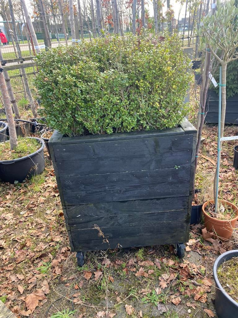 Plantenbak op wielen 80x80x140 cm inclusief ilex planten, Vierkant, Ophalen of Verzenden, Zo goed als nieuw, Balkon