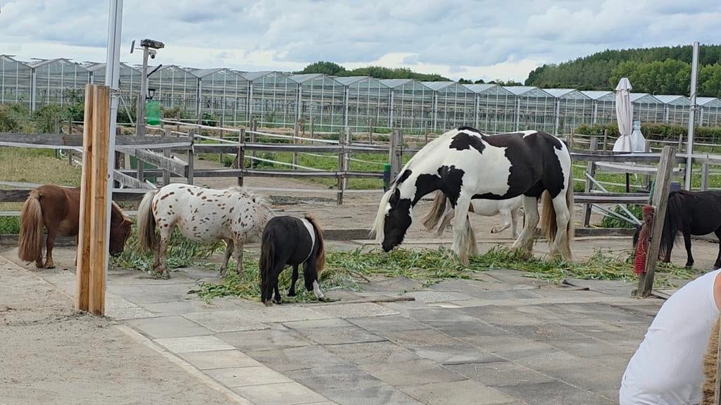 Nog 1 plek vrij op ons paradijsje, Weidegang, 1 paard of pony