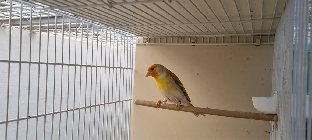 Bastaard Putter man, Dieren en Toebehoren, Vogels | Overige Vogels, Mannelijk, Wildzangvogel, Geringd