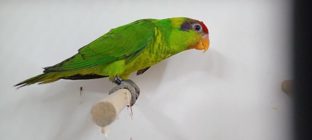 Lori lory lorie, Dieren en Toebehoren, Mannelijk, Papegaai, Geringd