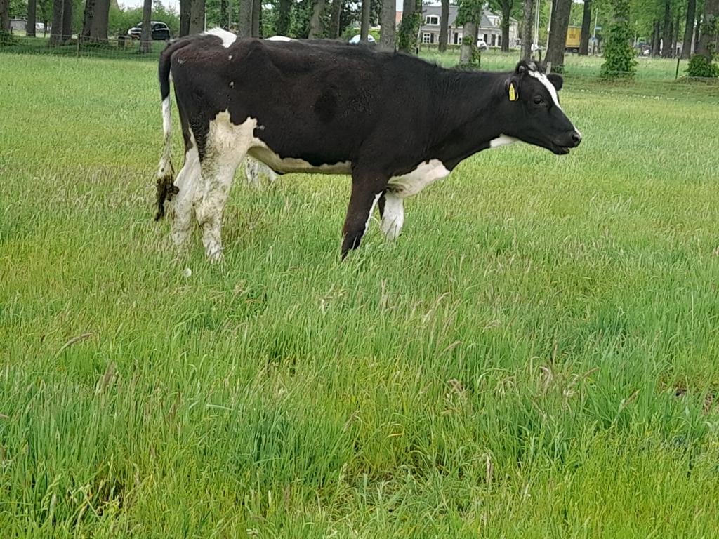 2 zb pinken, Dieren en Toebehoren, Runderen, Vrouwelijk, 0 tot 2 jaar