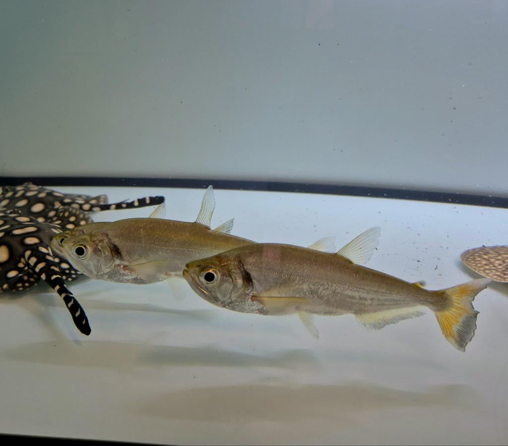 Vampiervis hydrolycus scomberoides, Dieren en Toebehoren, Vis, Zoetwatervis