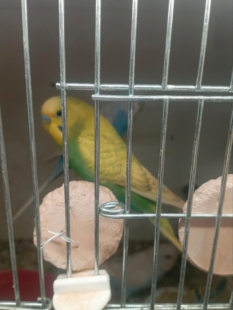 Grasparkieten ( tam), Dieren en Toebehoren, Vogels | Parkieten en Papegaaien, Meerdere dieren, Parkiet, Geringd