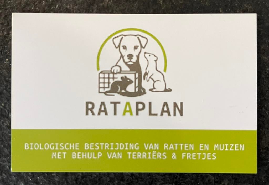 Ratten vangen, ratten weren, ratten bestrijden, rat overlast, Muizen of Ratten