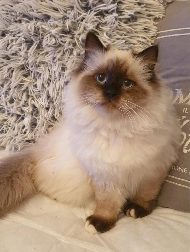 Heilige Birmaan kitten kater en poesje, Meerdere dieren, Met stamboom, 0 tot 2 jaar